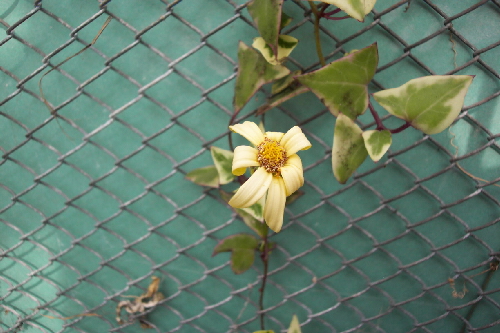 s.macroglossus v.variegatum1